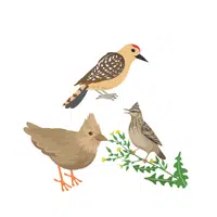 Bevy of Larks | Animals groups names in English