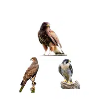 Cast of Falcons | Animals groups names in English