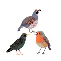 Charm of Finches | Animals groups names in English