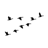 Company of Wigeon | Animals groups names in English