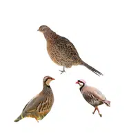 Covey of Partridges | Animals groups names in English