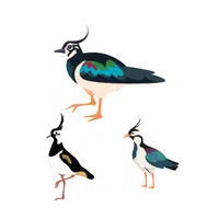 Desert of Lapwings | Animals groups names in English