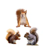 Dray of Squirrels | Animals groups names in English