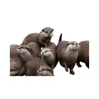 Family of Otters | Animals groups names in English