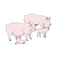 Farrow of Piglets | Animals groups names in English