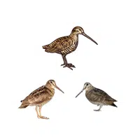 Flight of Woodcock