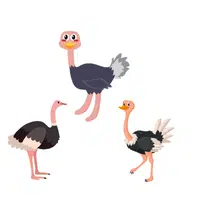 Flock of Ostrich