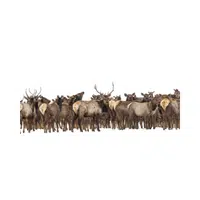 Gang of Elk | Animals groups names in English