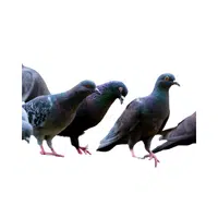 Kit of Pigeons