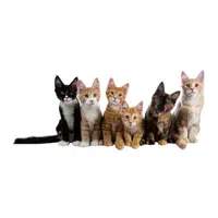 Litter of Kittens | Animals groups names in English