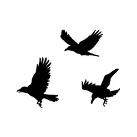 Murder of Crows | Animals groups names in English