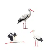 Mustering of Storks | Animals groups names in English