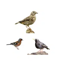 Mutation of Thrush | Animals groups names in English