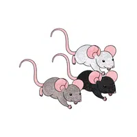 Nest of Mice | Animals groups names in English