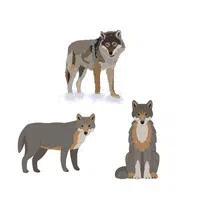 Pack of Wolves | Animals groups names in English