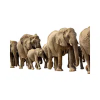 Parade of Elephants | Animals groups names in English