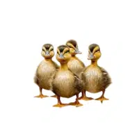 Raft of Ducks | Animals groups names in English