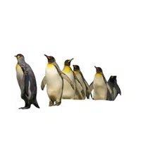 Rookery of Penguins