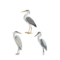Sedge of Herons | Animals groups names in English