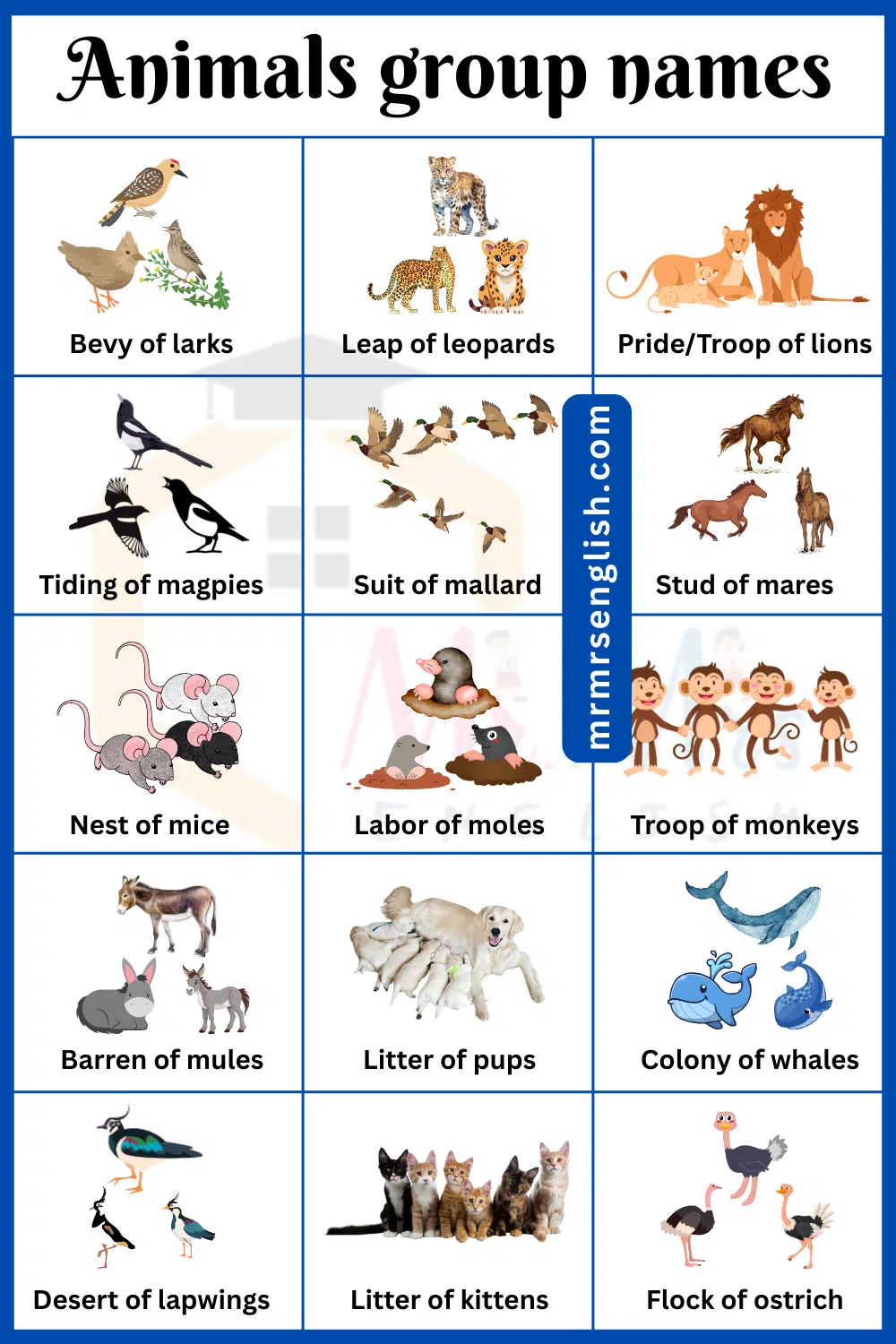 Top 20 animals group names with Pictures