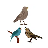 Watch of Nightingales