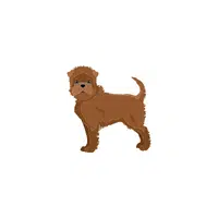 Affenpinscher
