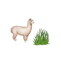 Alpaca – Grass