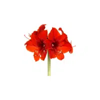 Amaryllis