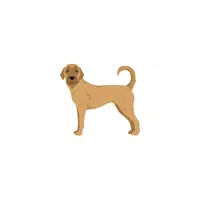 Anatolian Shepherd