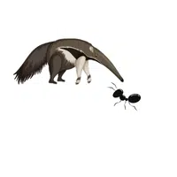 Anteater – Ant - Animals Foods Names