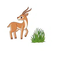 Antelope – Grass - Animals Foods Names
