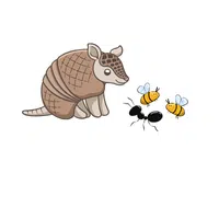Armadillo – Ant, Insect - Animals Foods Names