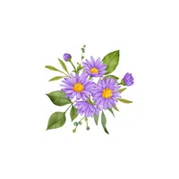 Aster | Plants Names in English