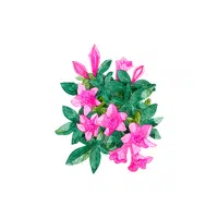 Azalea