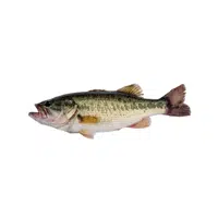 Bass | Seafood items Names in English