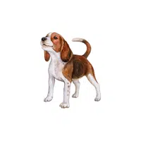 Beagle | Types of Dogs Names in English
