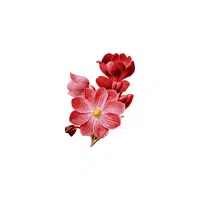 Begonia | Plants Names in English