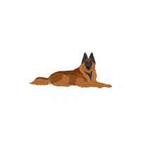Belgian Tervuren | Types of Dogs Names in English