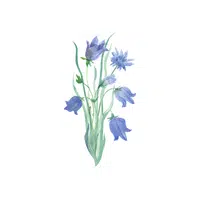 Bellflower | Plants Names in English