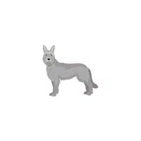Berger Picard | Types of Dogs Names in English