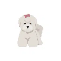 Bichon Frise