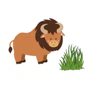 Bison – Grass