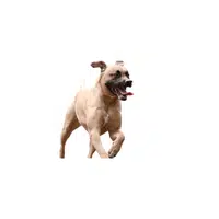 Black Mouth Cur