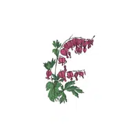 Bleeding Heart 
