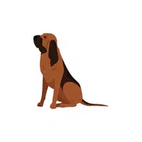 Bloodhound