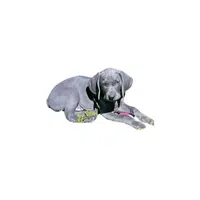 Blue Lacy | Types of Dogs Names in English
