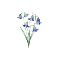 Bluebell | Plants Names in English