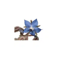 Borage | Plants Names in English