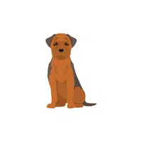 Border Terrier | Types of Dogs Names in English