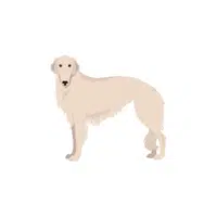 Borzoi | Types of Dogs Names in English